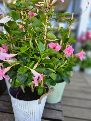 fleurs