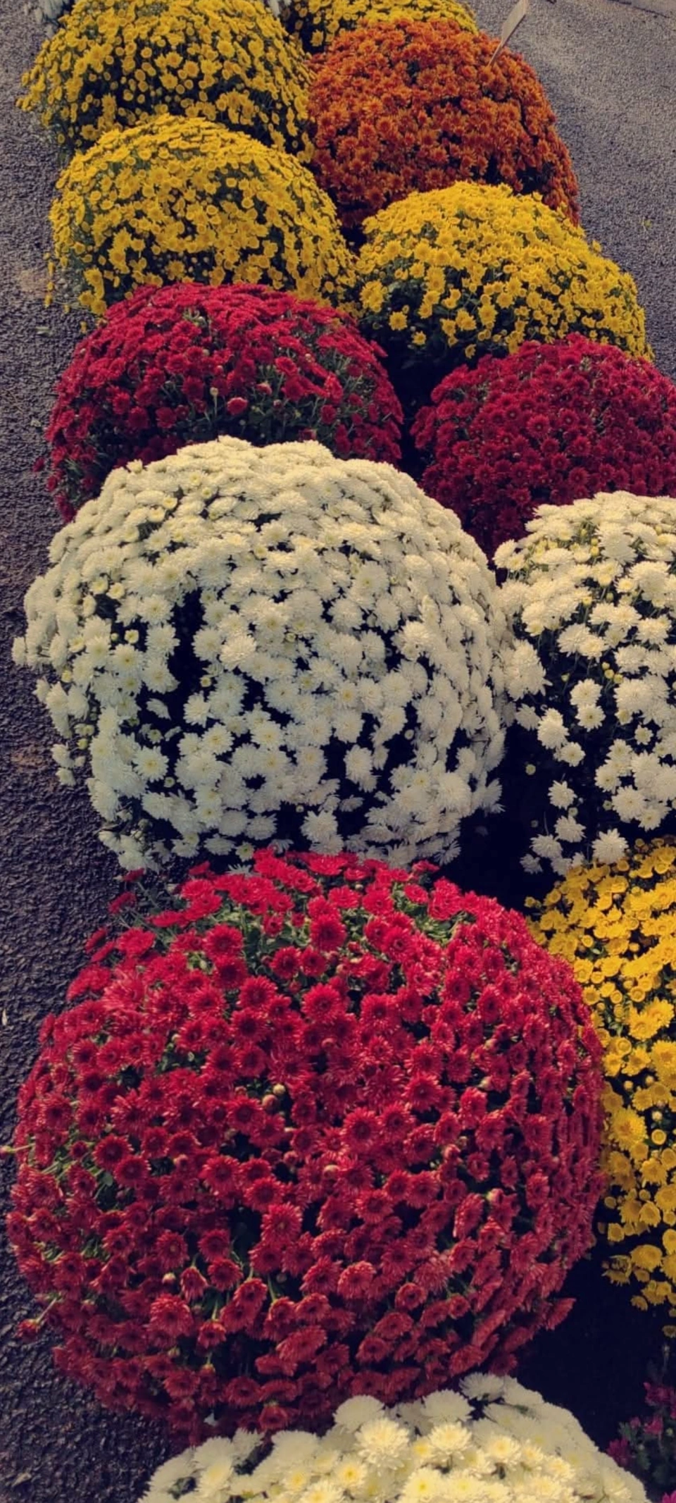 bouquet de fleurs La fabrique aux fleurs